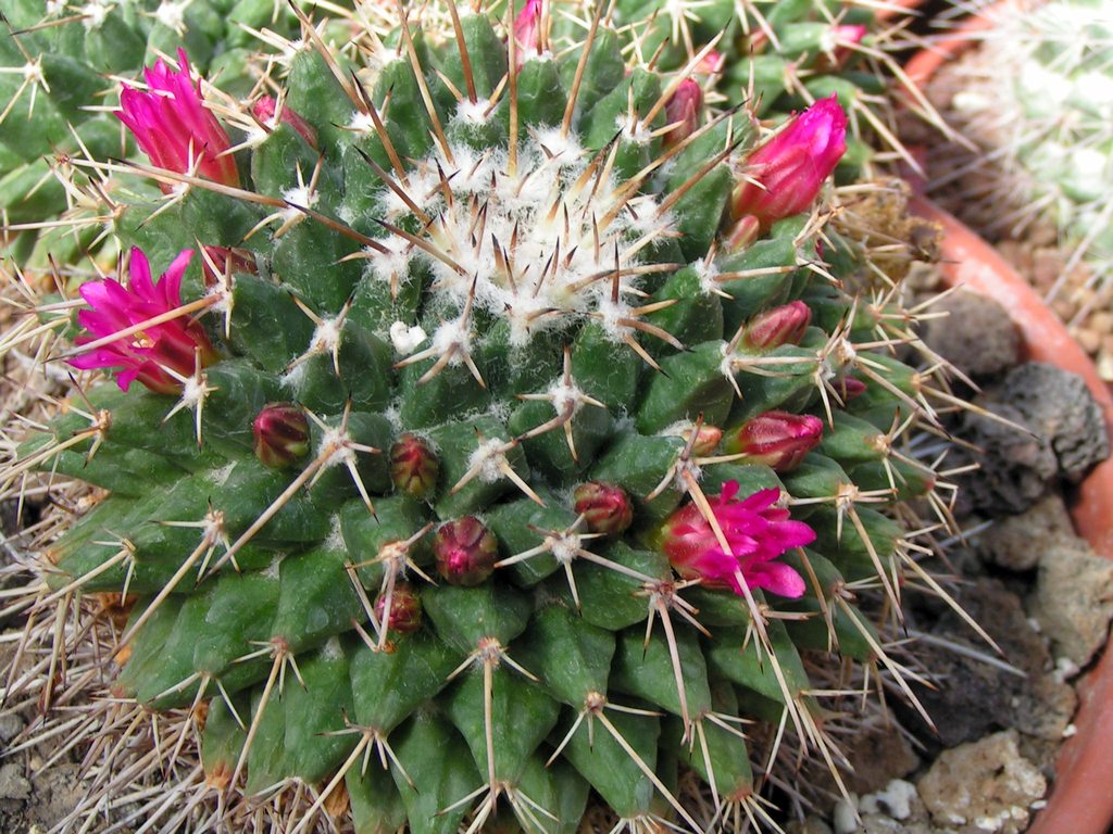 Mammillaria collinsii